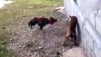 我是吃瓜侠,揭秘娱乐圈幕后故事