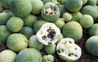 籽瓜不能随便吃,了解籽瓜的正确食用方法