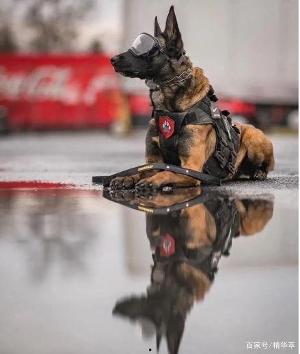 警犬吃瓜在线,揭秘警犬日常生活中的趣味瞬间