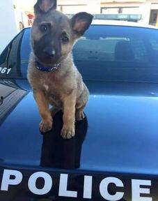 警犬吃瓜在线,揭秘警犬日常生活中的趣味瞬间