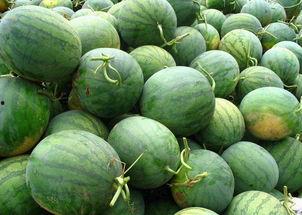 西瓜小蜜瓜怎么吃,西瓜小蜜瓜的多重食法探索