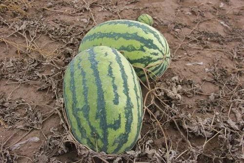 西瓜小蜜瓜怎么吃,西瓜小蜜瓜的多重食法探索