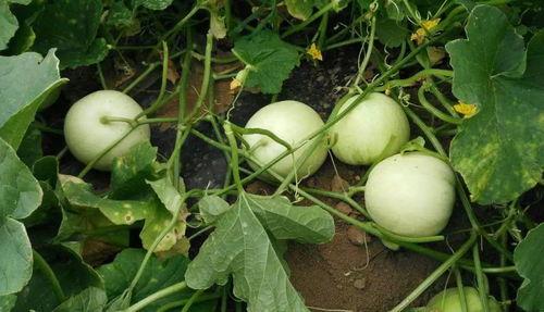 吃瓜攻,揭秘娱乐圈幕后风云