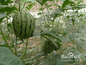 正确吃瓜视频,轻松解锁夏日清凉新姿势