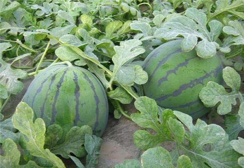 赞美吃瓜的图片,品味生活，共享瓜趣