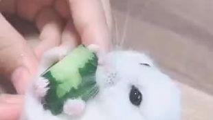 小鼠鼠吃瓜,探索瓜类对小鼠营养与健康的影响
