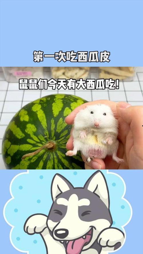 小鼠鼠吃瓜,探索瓜类对小鼠营养与健康的影响