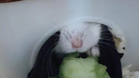 小鼠鼠吃瓜,探索瓜类对小鼠营养与健康的影响