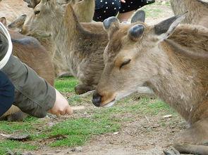 抖音鹿吃瓜,揭秘网红美食背后的故事
