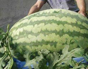 富豪有瓜吃,一场“有瓜吃”的豪门盛宴