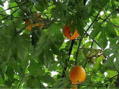 鸟吃的吊瓜,自然界的绿色美食之旅