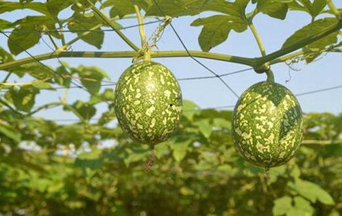 鸟吃的吊瓜,自然界的绿色美食之旅