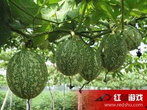 鸟吃的吊瓜,自然界的绿色美食之旅