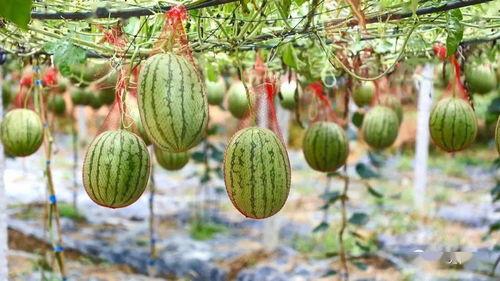 东灵山吃瓜,一场别开生面的吃瓜狂欢之旅