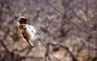 防鸟吃瓜,防鸟吃瓜新策略，守护丰收果实