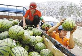 防鸟吃瓜,防鸟吃瓜新策略，守护丰收果实