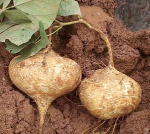 土瓜宠物可以吃吗,安全与禁忌解析