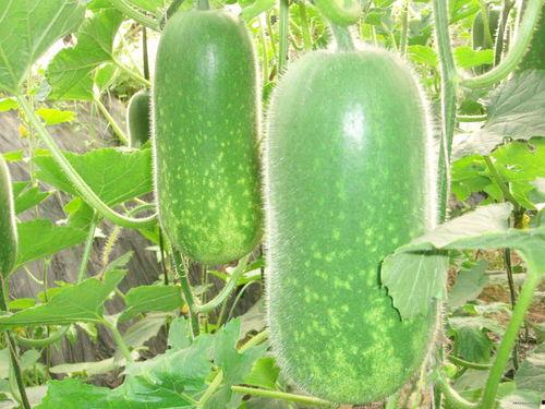 5kl吃瓜,揭秘娱乐圈幕后故事