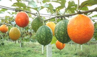 吊瓜整条吃吗,美味与营养的双重享受