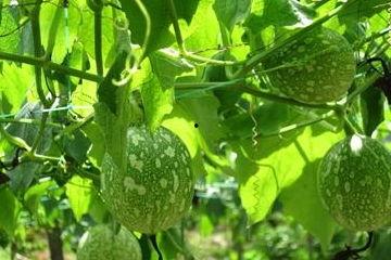 吊瓜整条吃吗,美味与营养的双重享受