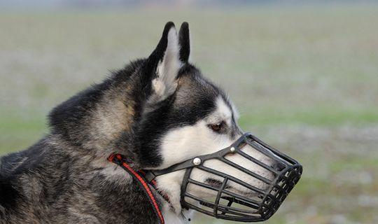 吃瓜狗口罩狗,揭秘宠物界的时尚潮流