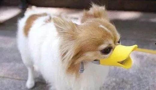 吃瓜狗口罩狗,揭秘宠物界的时尚潮流