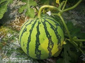 17万吃瓜,揭秘娱乐圈幕后真相