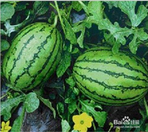 吃西瓜什么瓜,吃西瓜，选对瓜种，尽享清凉