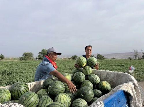 额尔古纳吃瓜,探寻北疆夏日美食之旅