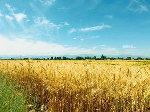 额尔古纳吃瓜,探寻北疆夏日美食之旅