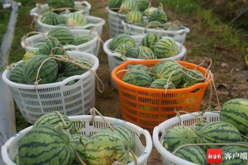 中国吃瓜基地视频,网络热点的幕后故事