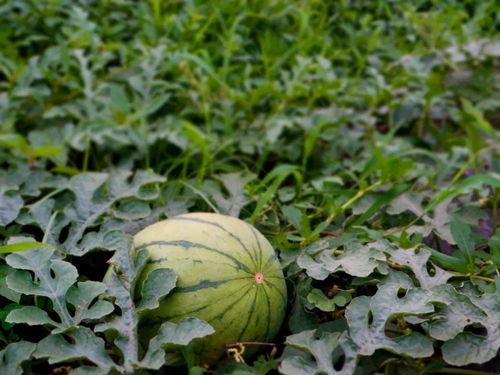 乡村人吃瓜,瓜果飘香，共享田园生活