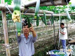 乡村人吃瓜,瓜果飘香，共享田园生活