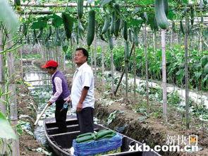 乡村人吃瓜,瓜果飘香，共享田园生活