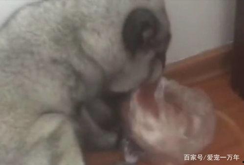 狐狸吃瓜事件,一场意外的美食风波