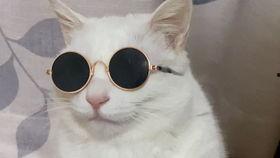 狐狸吃瓜事件,一场意外的美食风波