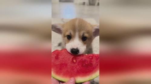 用生命吃瓜的狗子,狗子用生命诠释“吃瓜群众”的极致热情