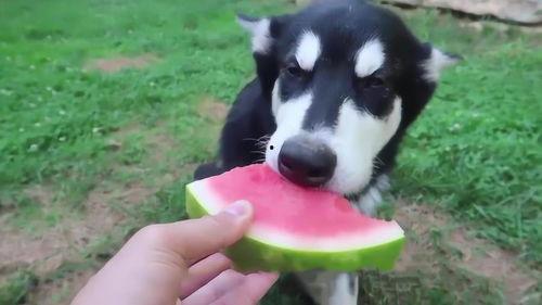 用生命吃瓜的狗子,狗子用生命诠释“吃瓜群众”的极致热情