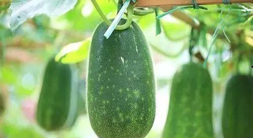 吃瓜窜稀医学解释,揭秘消化系统健康之谜