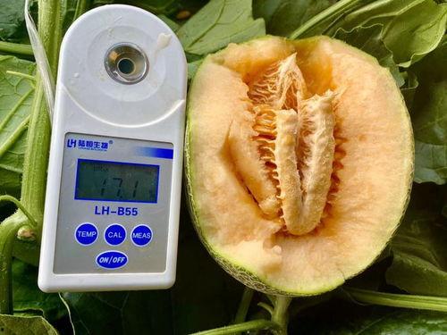 吃瓜系统全集,揭秘娱乐圈幕后真相与笑料