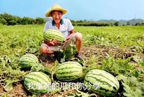 吃瓜怎么能正规,揭秘“吃瓜”背后的正规娱乐文化现象