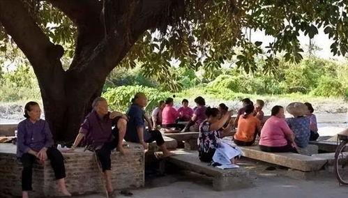 树下乘凉吃瓜,瓜果飘香共享时光