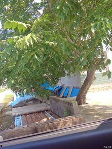 树下乘凉吃瓜,瓜果飘香共享时光