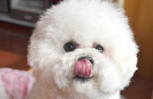 比熊犬可以吃小瓜,小瓜的诱惑与营养