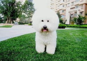 比熊犬可以吃小瓜,小瓜的诱惑与营养