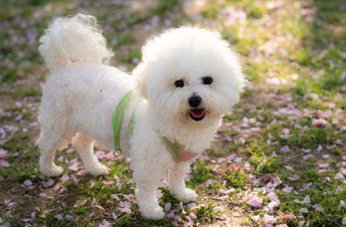 比熊犬可以吃小瓜,小瓜的诱惑与营养