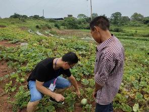 秧田吃瓜怎么拍照好看,捕捉夏日田园摄影美学