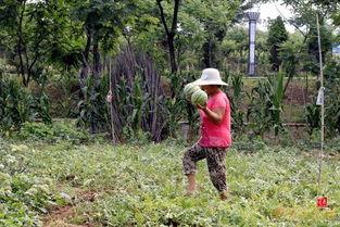 秧田吃瓜怎么拍照好看,捕捉夏日田园摄影美学