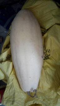 开刀可以吃白瓜