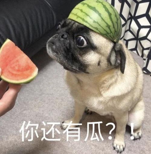 吃瓜么表情包,吃瓜群众视角下的趣味生活瞬间